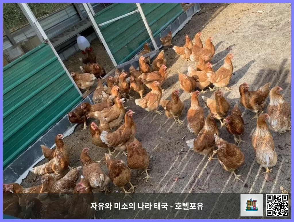 푸켓 최신 오픈 호텔, 살라 푸켓 마이 카오 비치 리조트
