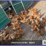 살라 푸켓 마이 카오 비치 리조트 푸켓 대표 이미지